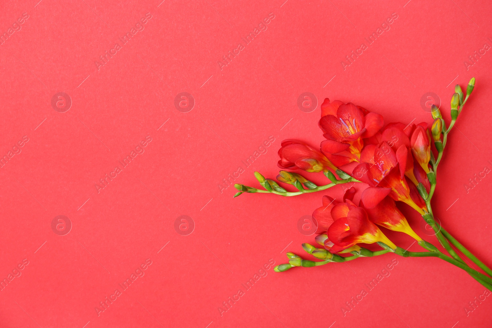 Photo of Beautiful freesia flowers on color background