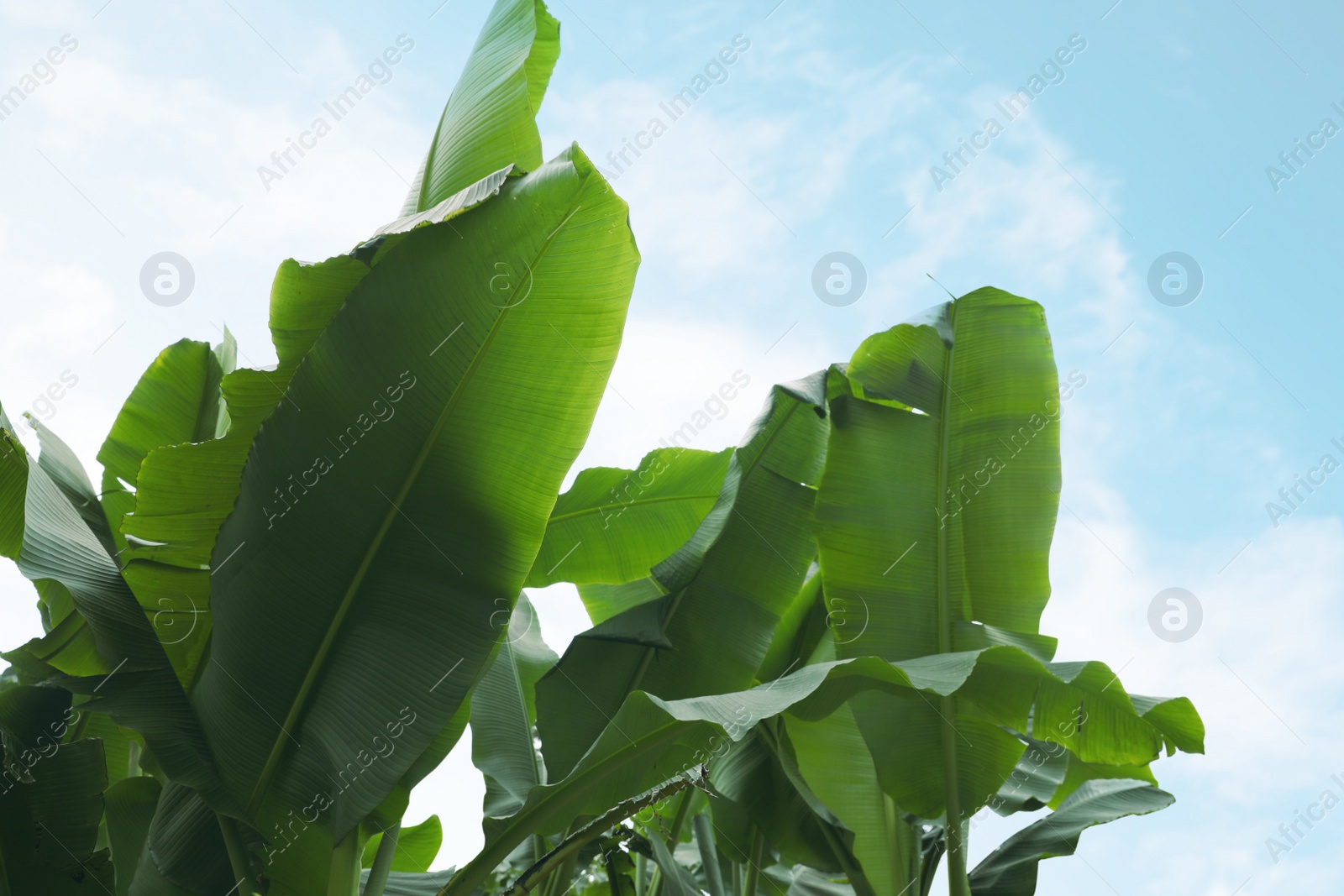 Photo of Fresh green banana plants against blue sky, low angle view. Tropical leaves