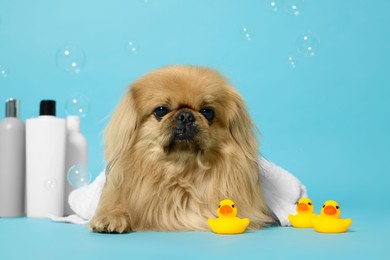 Photo of Cute Pekingese dog with towel, bottles, rubber ducks and bubbles on light blue background. Pet hygiene
