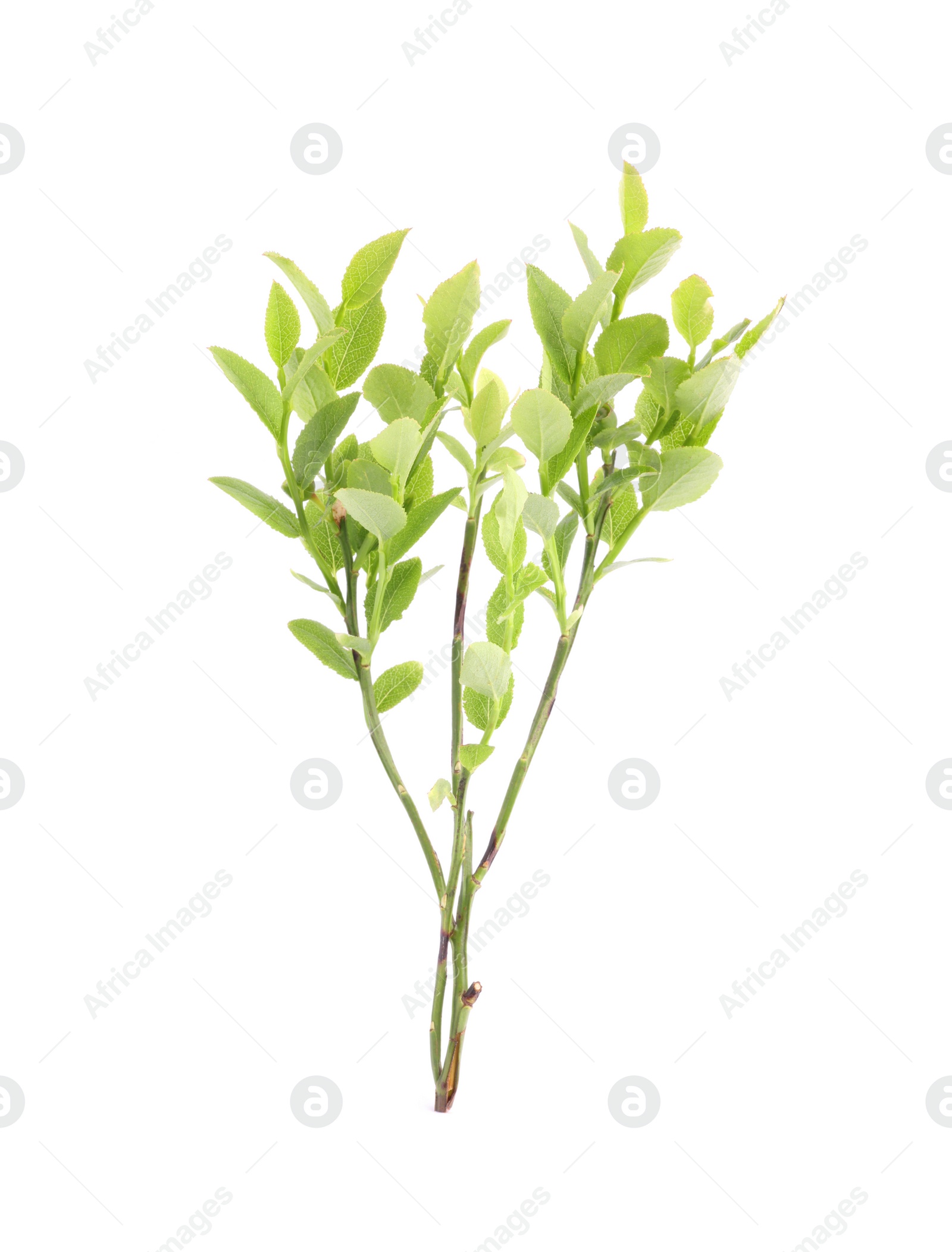 Photo of Bilberry branch with fresh green leaves isolated on white