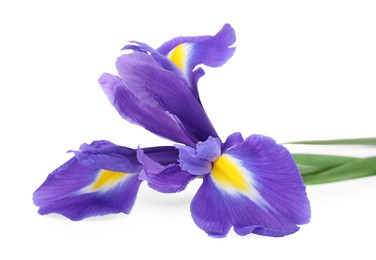 Photo of Beautiful violet iris flower isolated on white