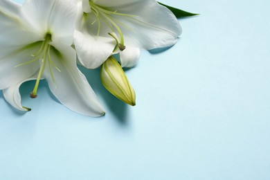 Photo of Beautiful white lily flowers on light blue background, closeup. Space for text