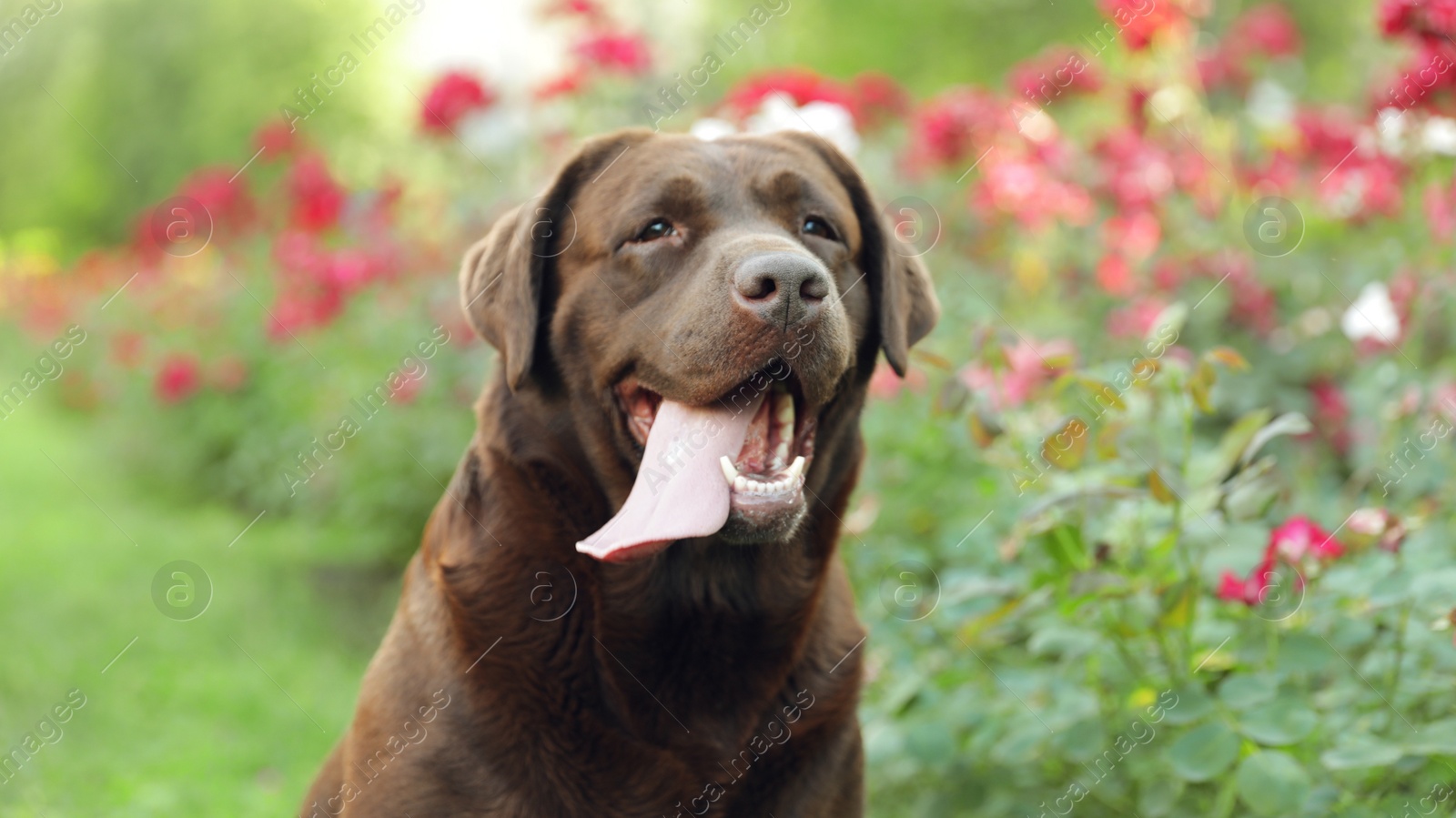 Photo of Funny Chocolate Labrador Retriever near flowers in green summer park