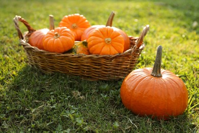 Photo of Fresh ripe orange pumpkins on green grass