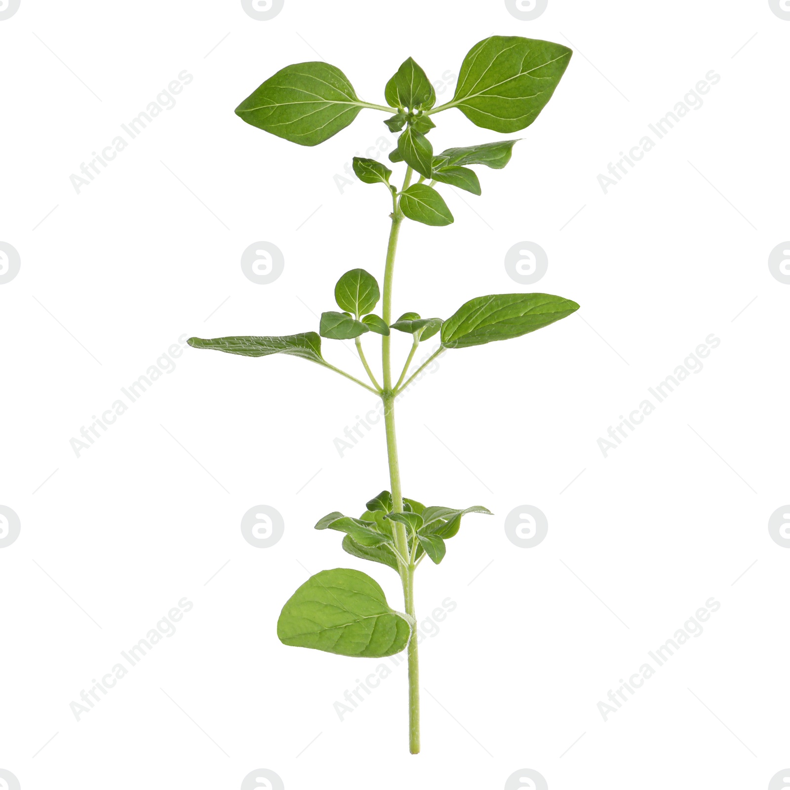 Photo of Aromatic green marjoram sprig isolated on white. Fresh herb