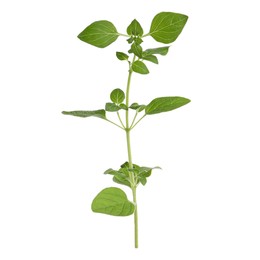 Photo of Aromatic green marjoram sprig isolated on white. Fresh herb