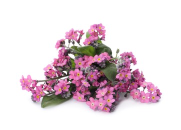 Beautiful pink Forget-me-not flowers isolated on white