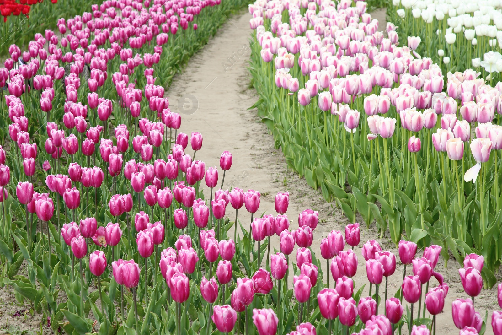 Photo of Beautiful colorful tulip flowers growing in field