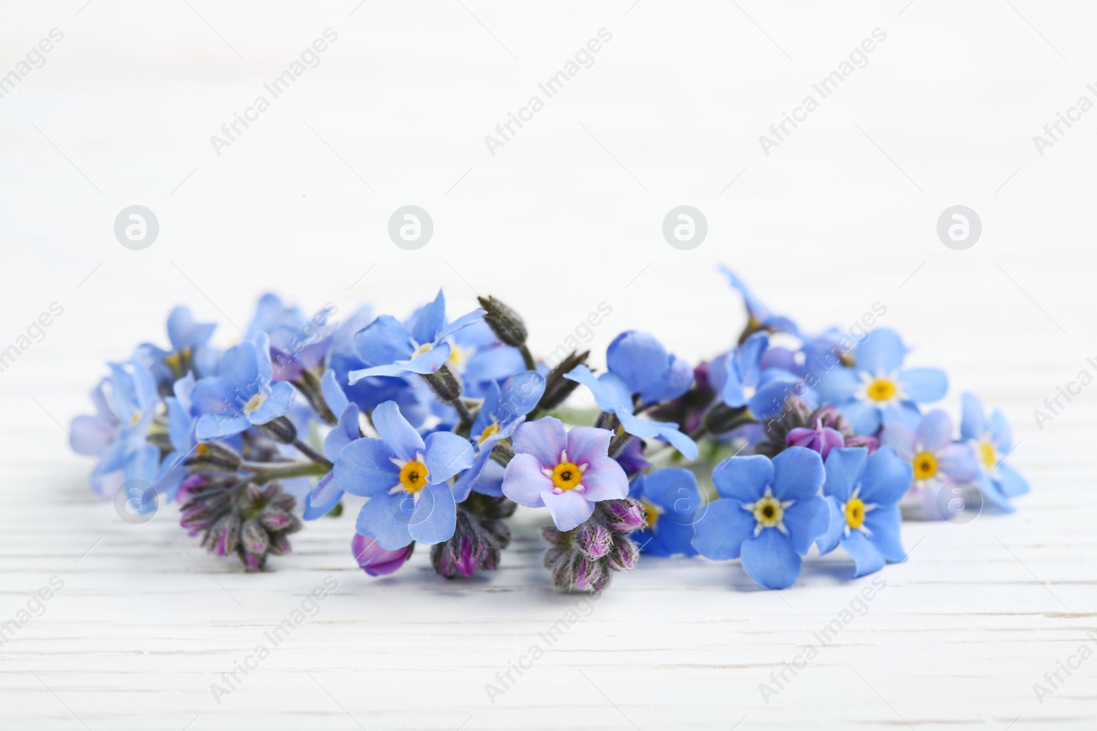 Photo of Amazing spring forget-me-not flowers on white wooden background