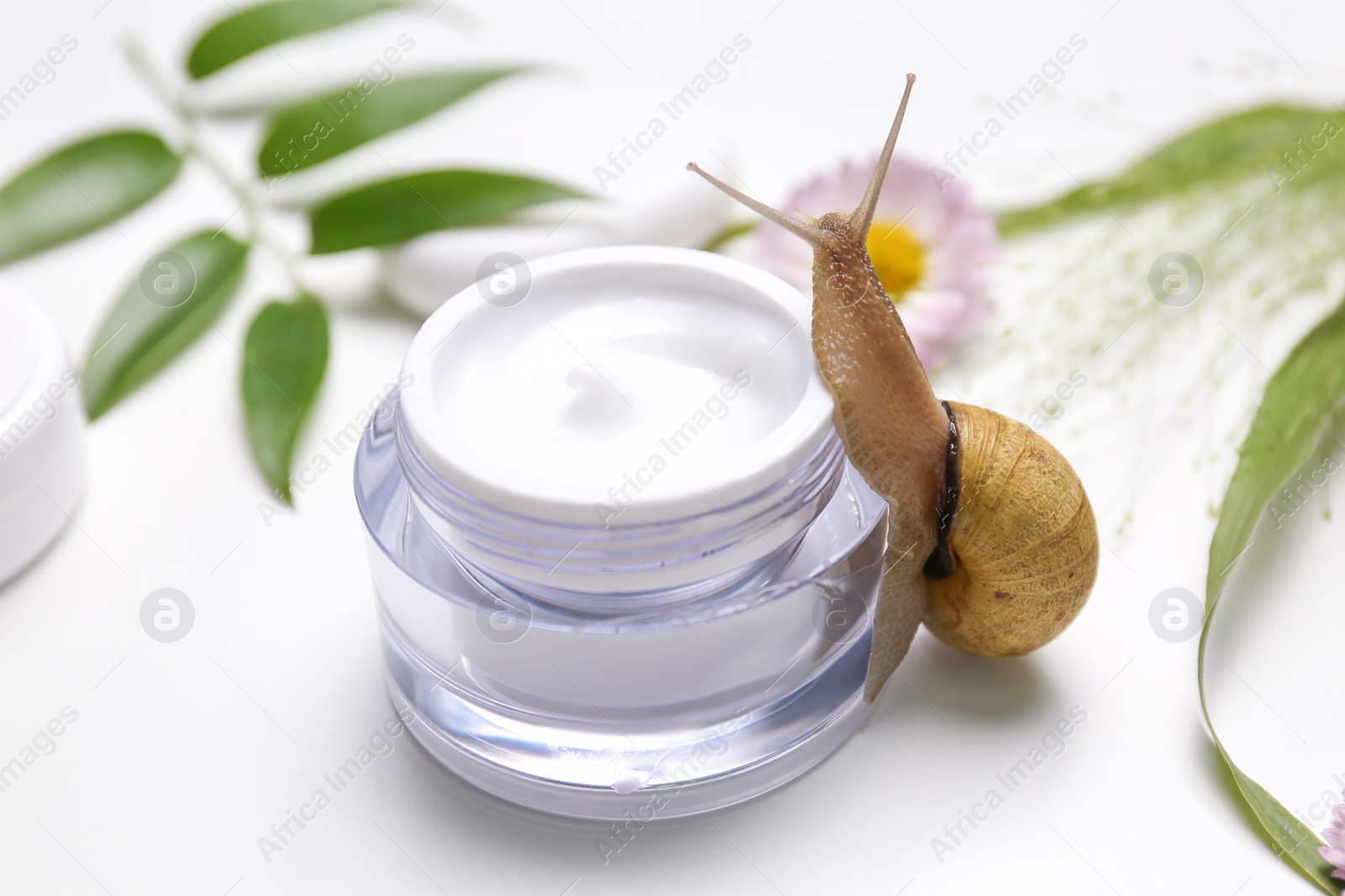 Photo of Snail and jar with cream on white background, closeup