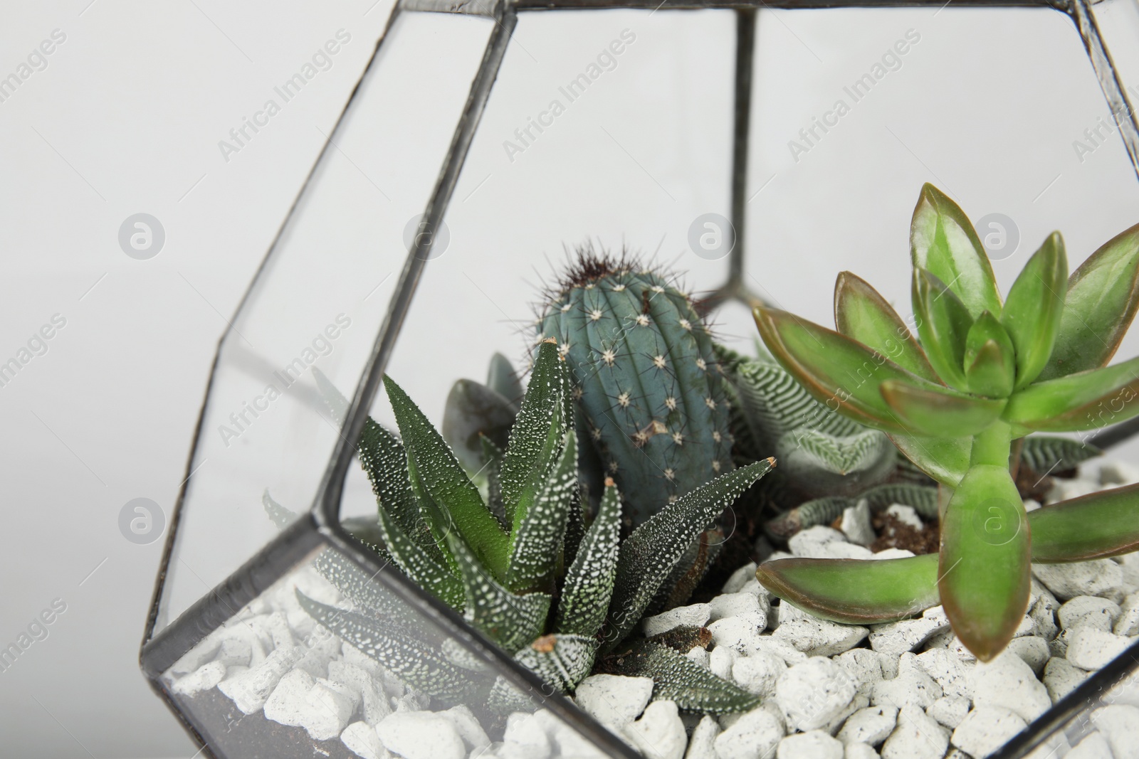 Photo of Glass florarium vase with succulents and cactus on grey background, closeup