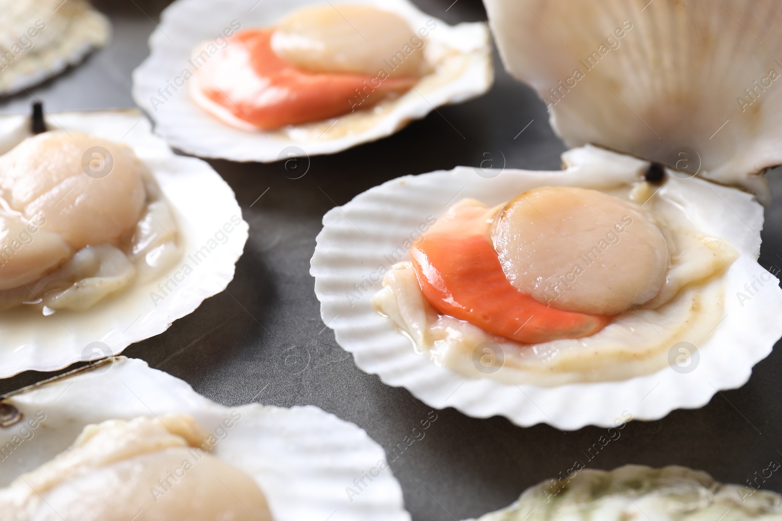 Photo of Fresh raw scallops with shells on grey table, closeup