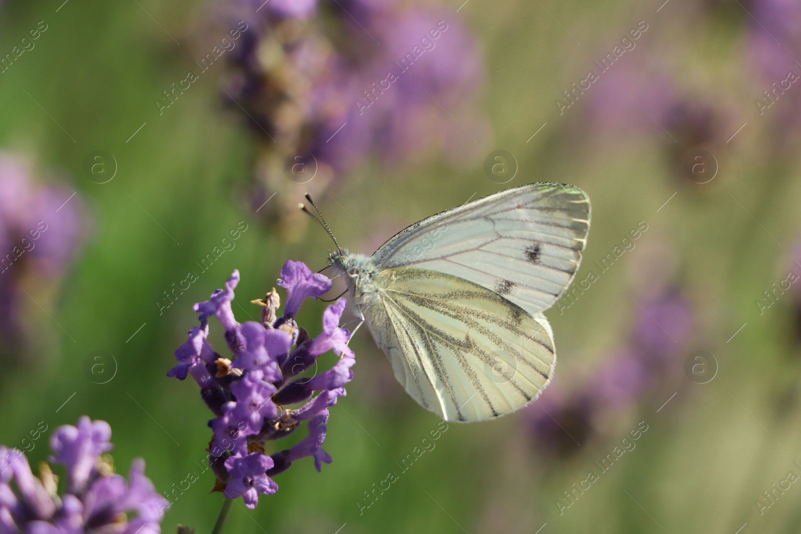 Photo of Beautiful butterfly in lavender field on sunny day, closeup