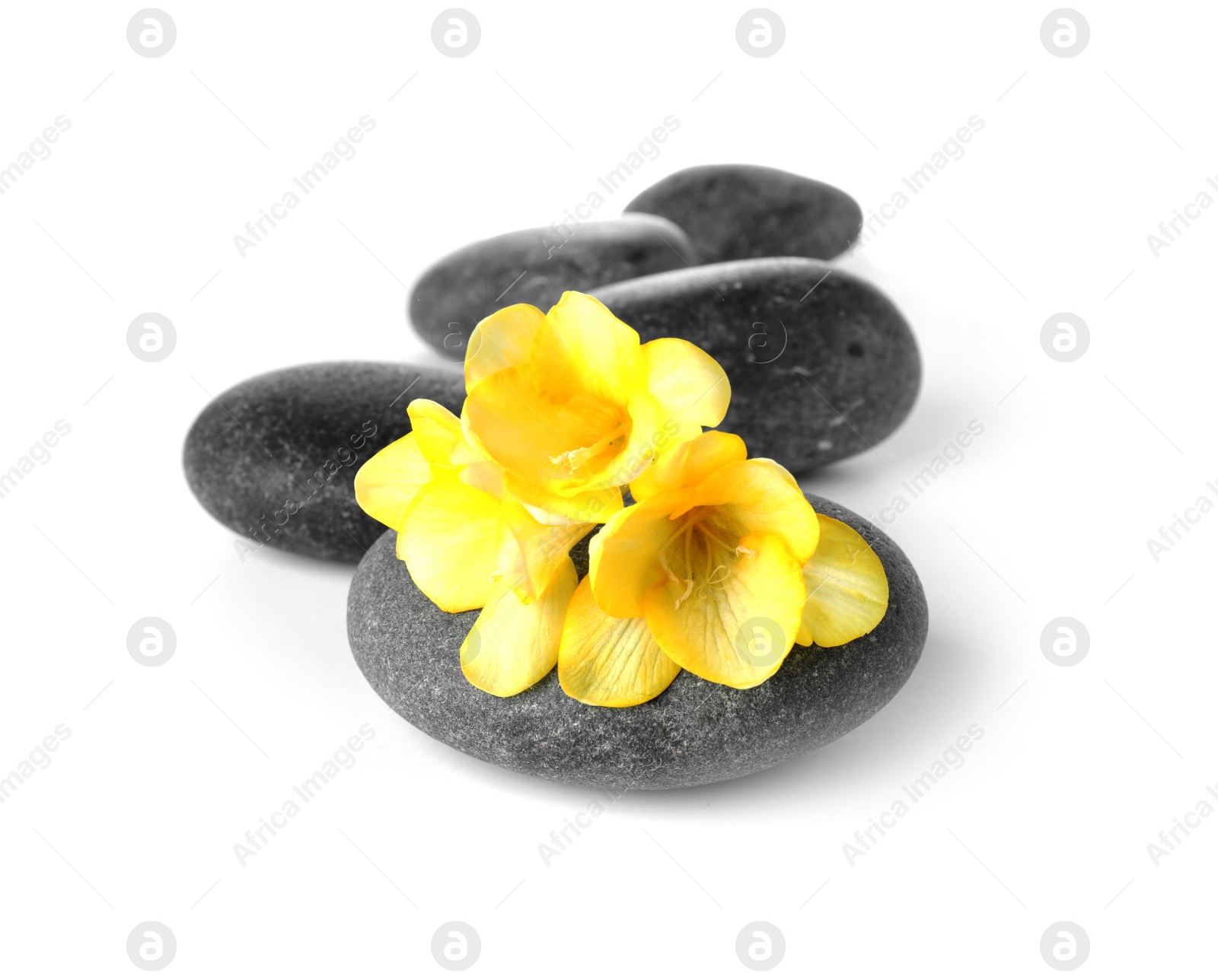 Photo of Spa stones and freesia flowers on white background