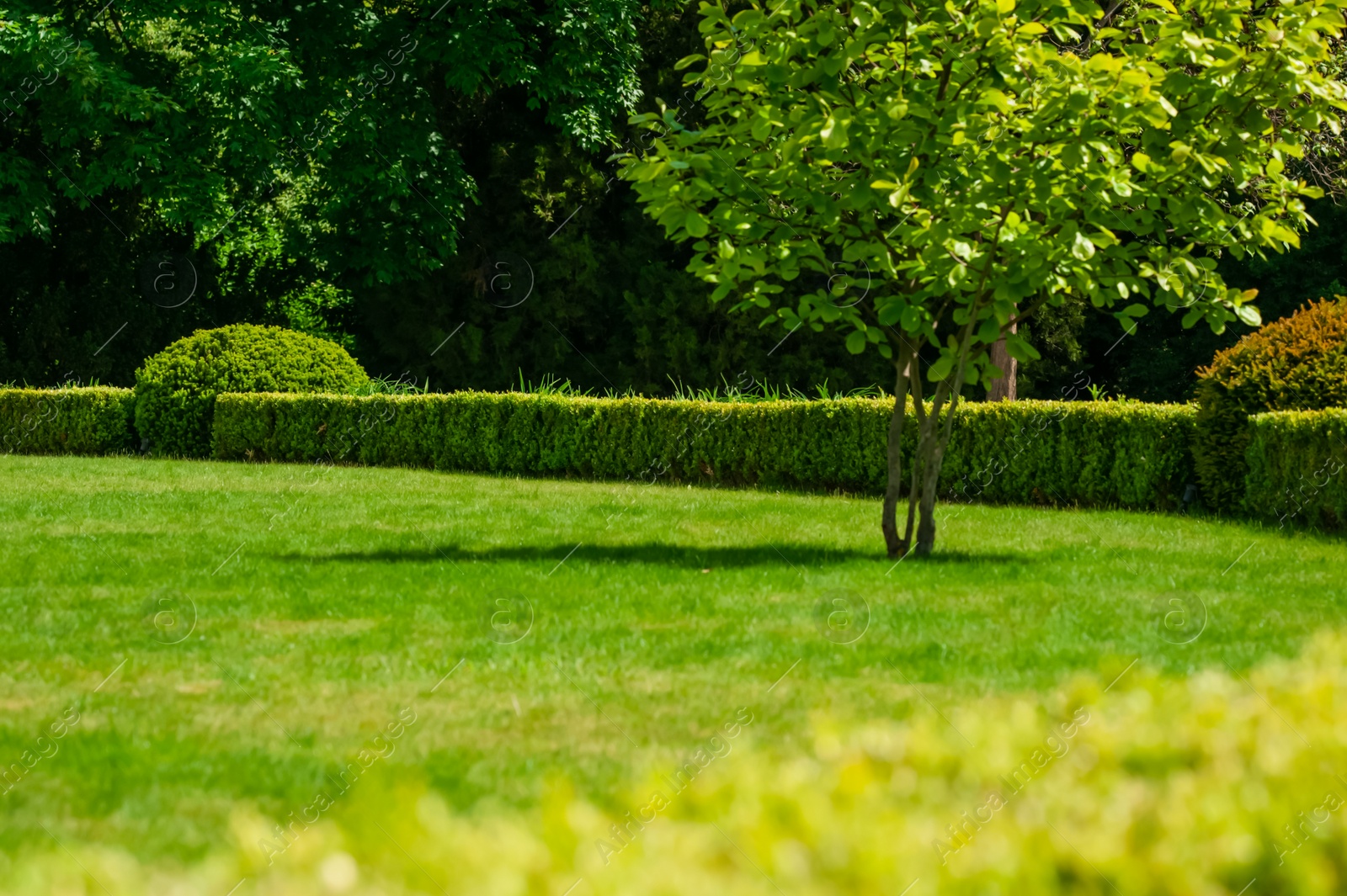 Photo of Beautiful green lawn with freshly mown grass and trees in park on sunny day