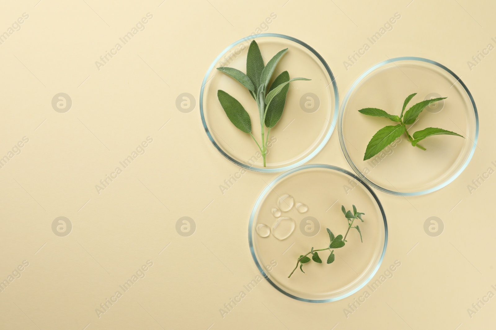 Photo of Flat lay composition with Petri dishes and plants on beige background. Space for text