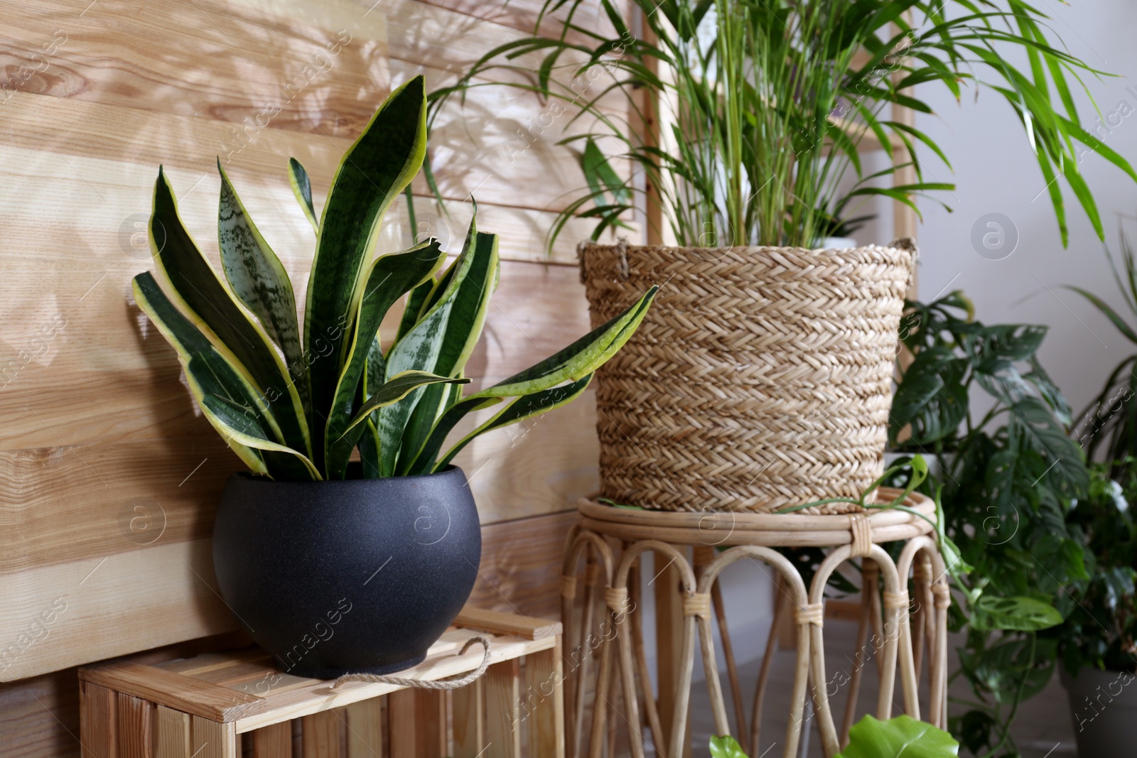 Photo of Beautiful potted plants in room. Interior design