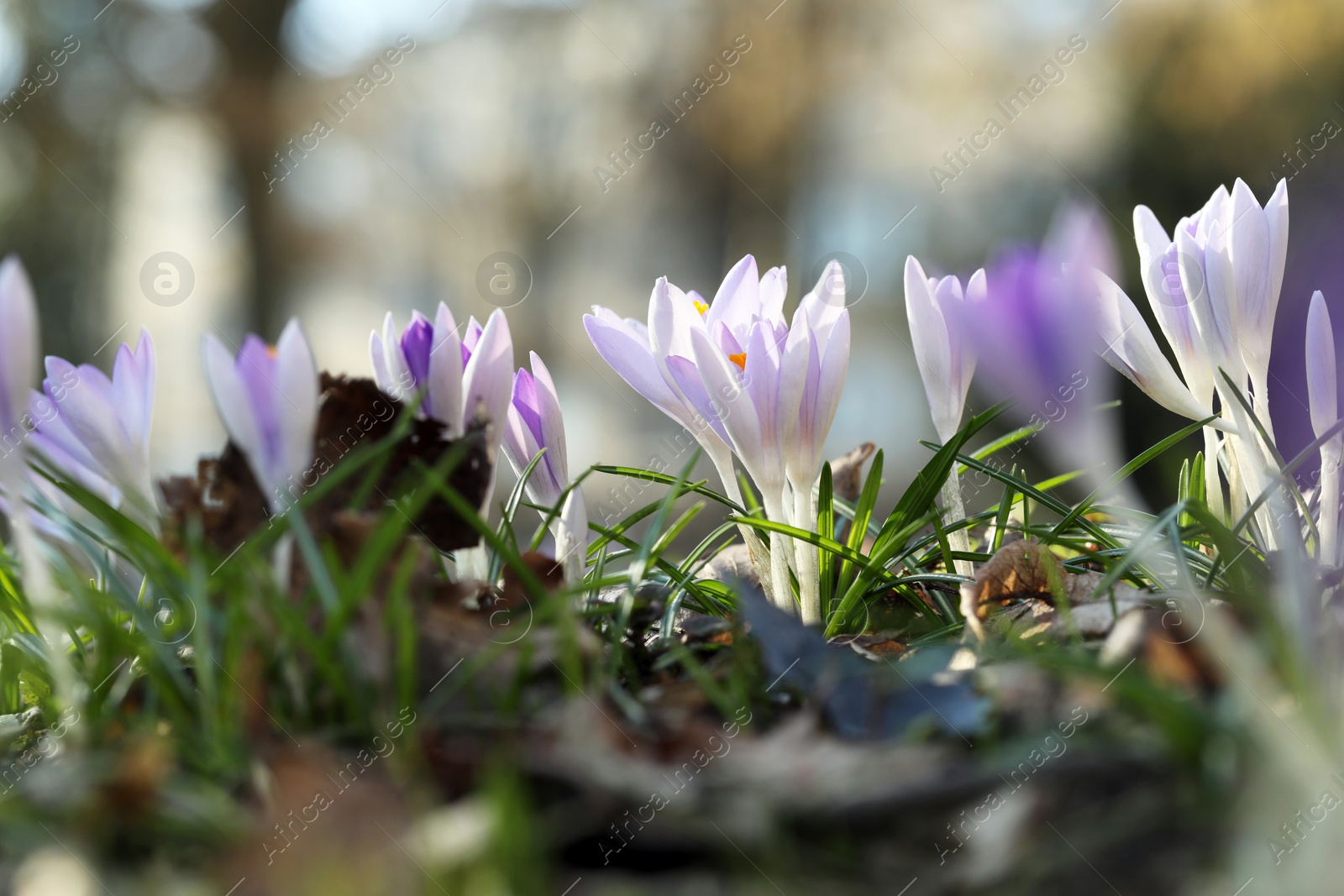 Photo of Beautiful crocus flowers growing outdoors, closeup view