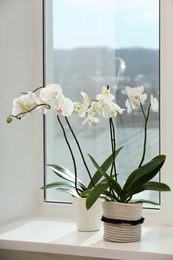 Photo of Blooming white orchid flowers in pots on windowsill