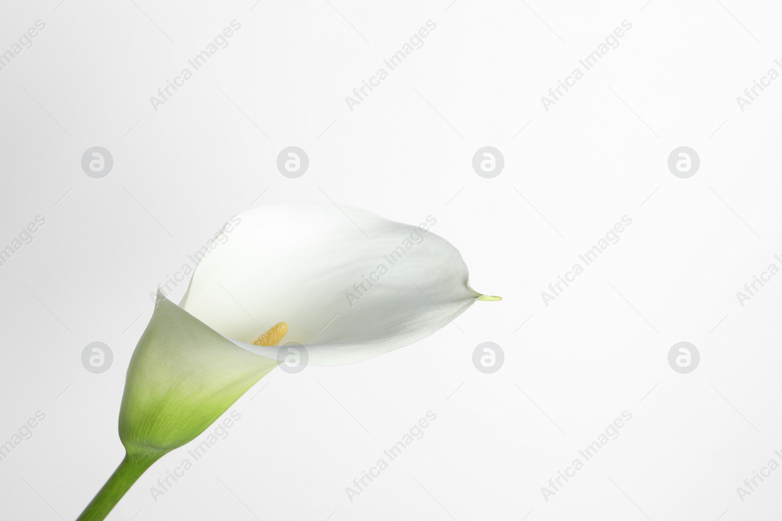 Photo of Beautiful calla lily flower on white background. Space for text