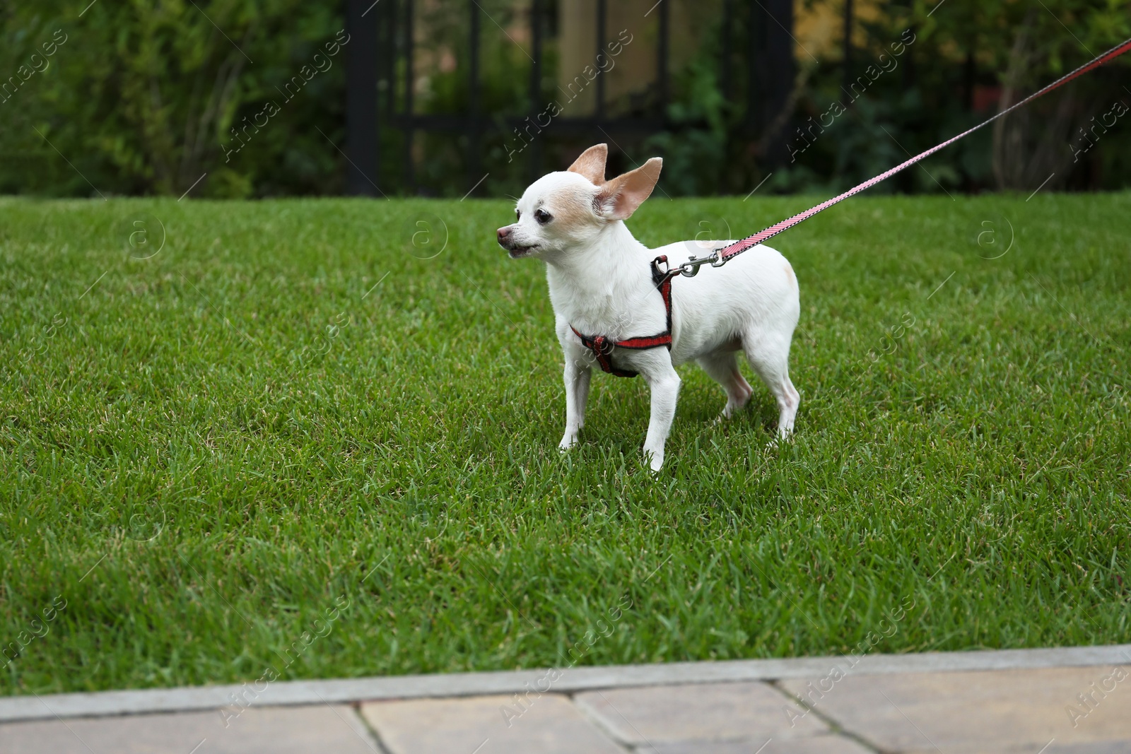 Photo of Cute little Chihuahua with leash on green lawn outdoors. Dog walking