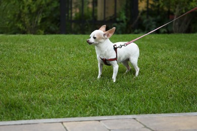 Photo of Cute little Chihuahua with leash on green lawn outdoors. Dog walking