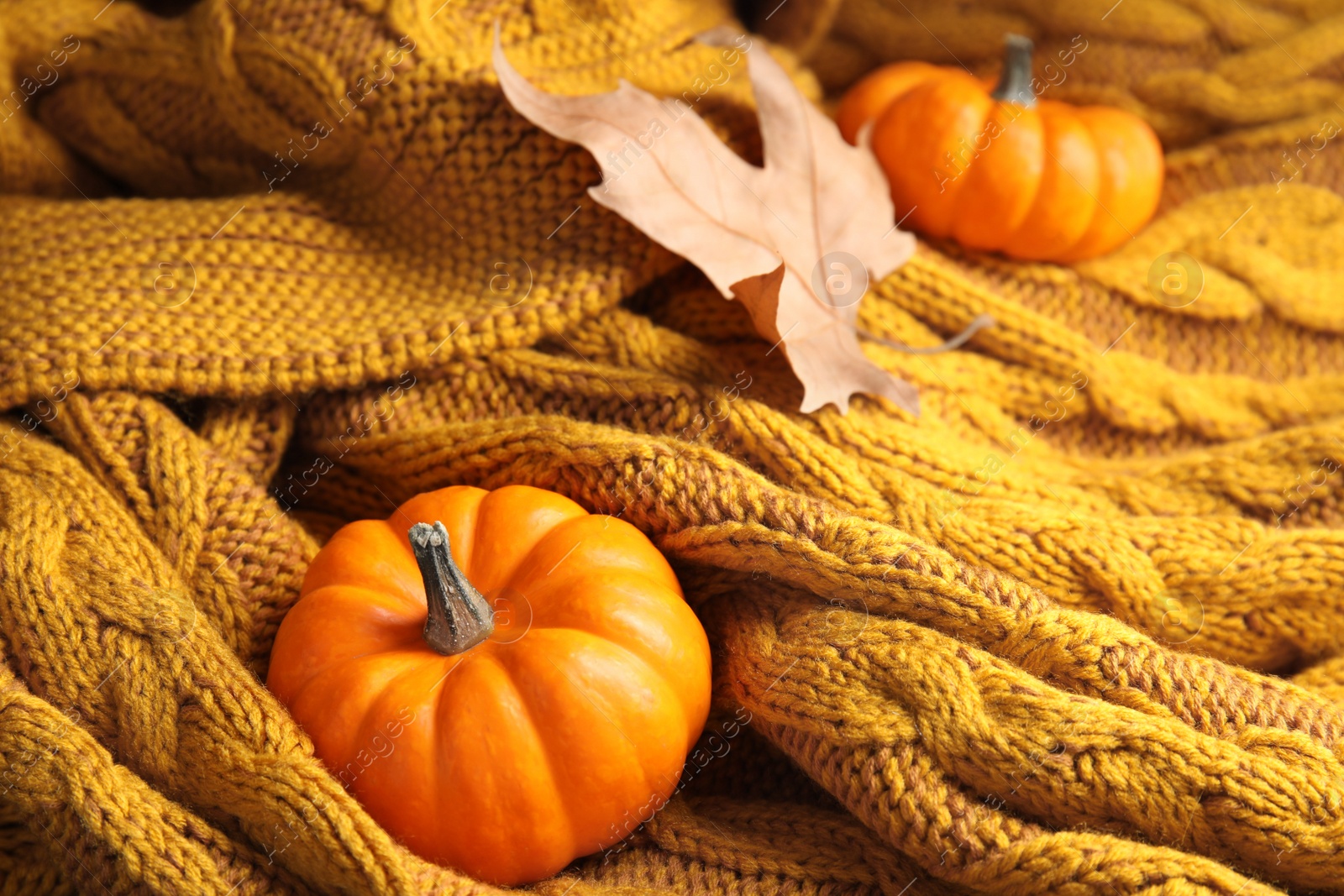 Photo of Dry leaf and small pumpkins on orange knitted plaid, closeup