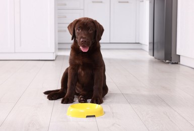 Cute chocolate Labrador Retriever puppy near feeding bowl on floor indoors. Lovely pet