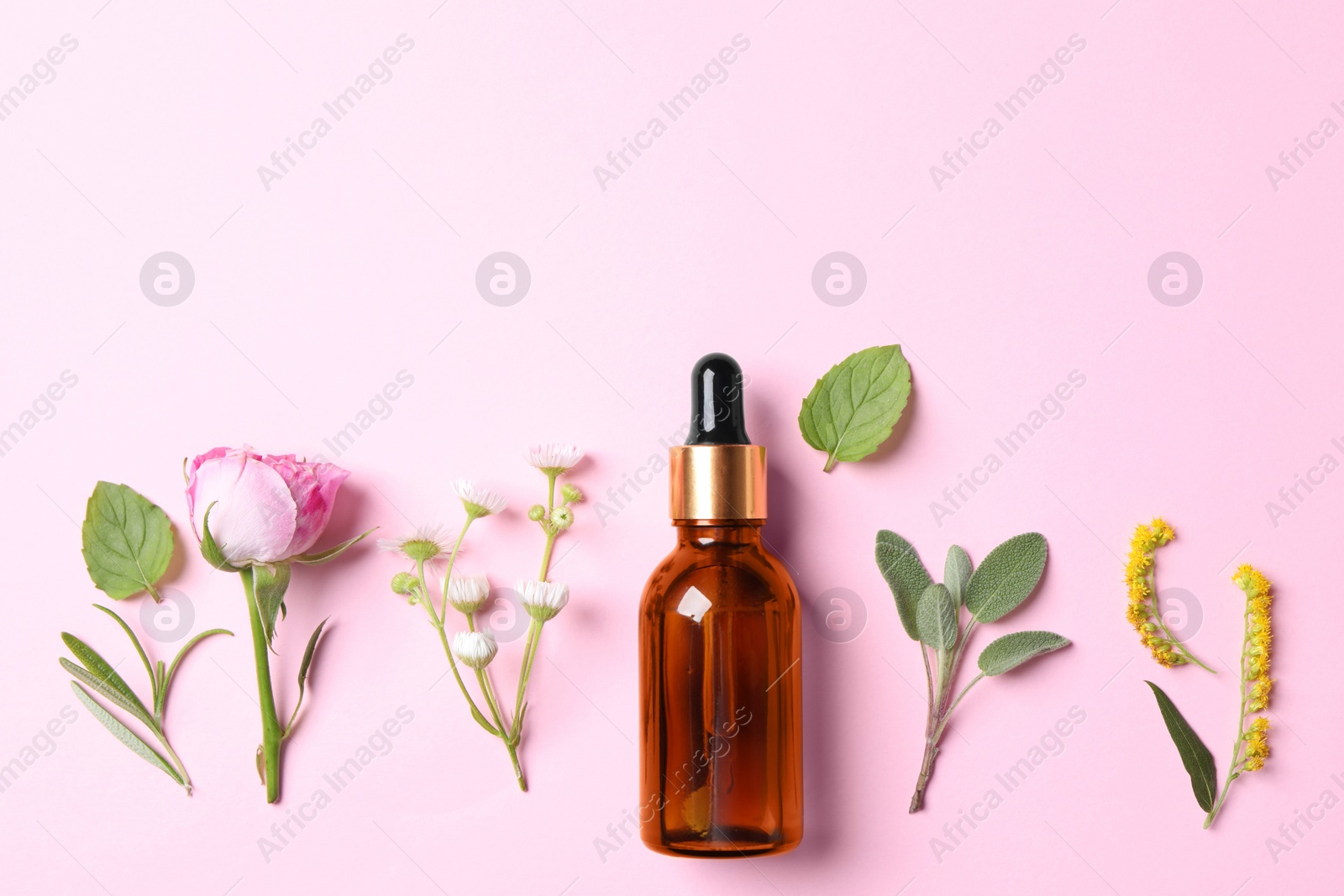 Photo of Bottle of essential oil, different herbs and flowers on pink background, flat lay. Space for text