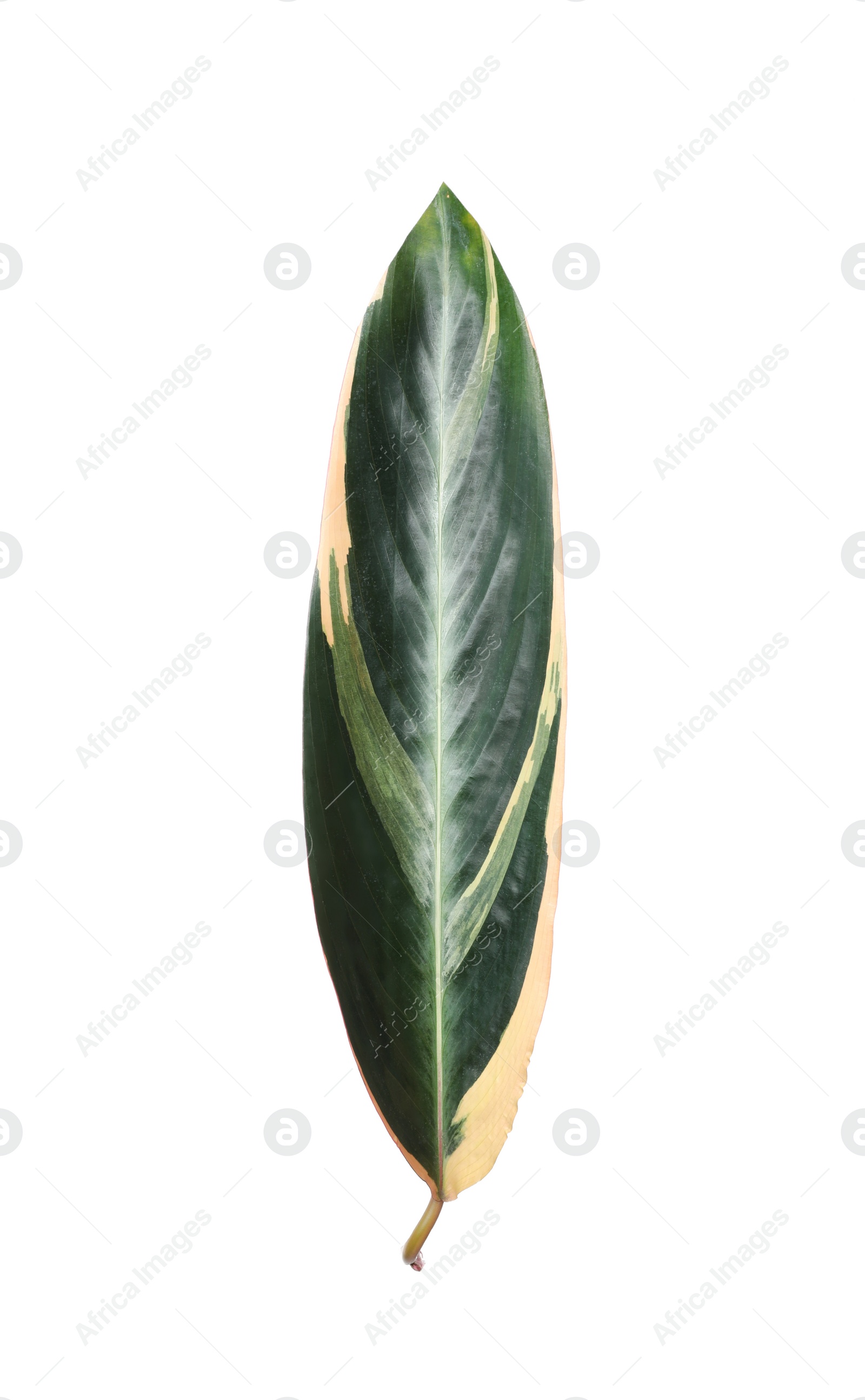 Photo of Leaf of tropical stromanthe plant isolated on white