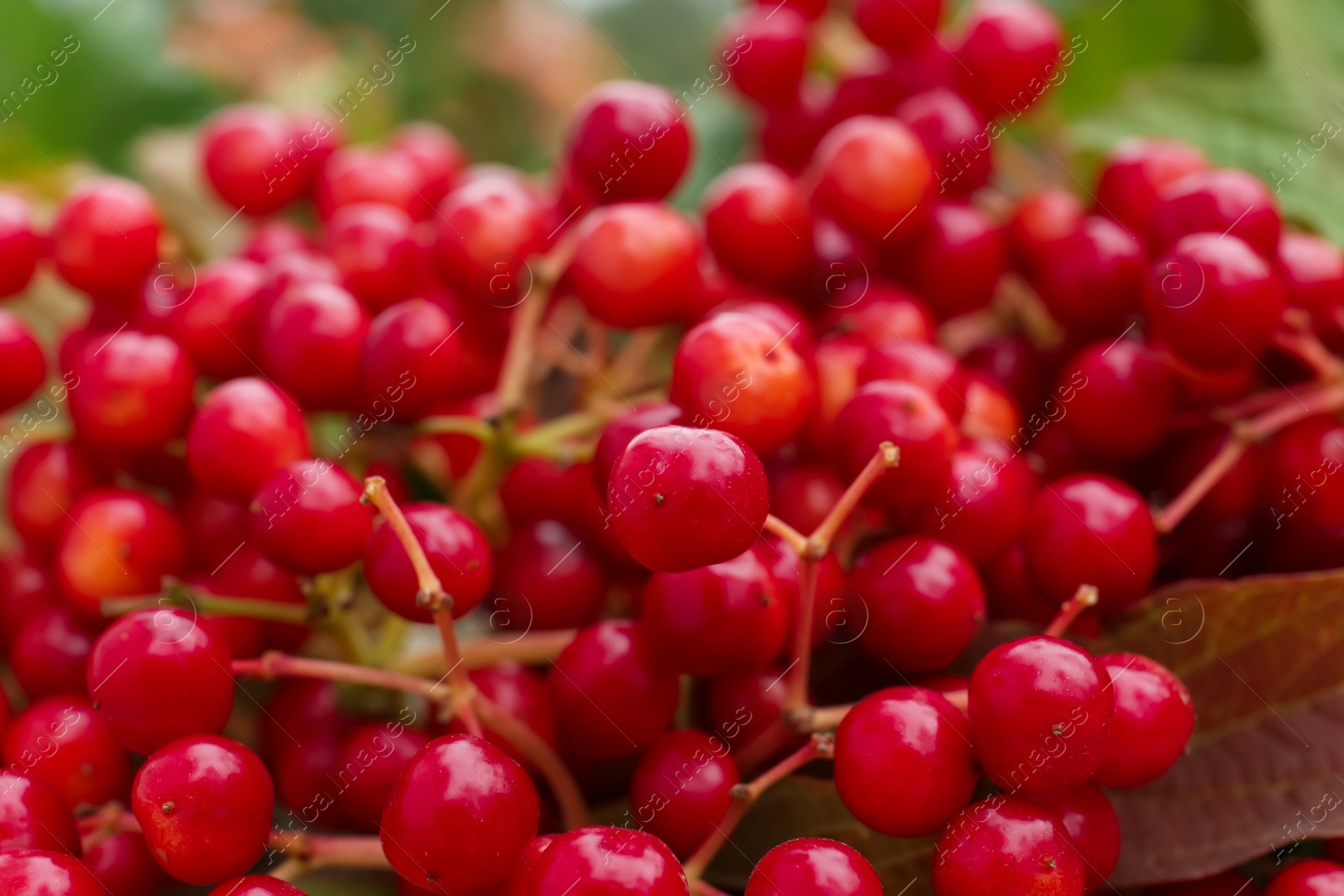 Photo of Closeup view of ripe red viburnum berries