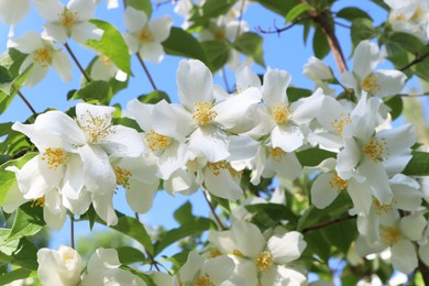 Photo of Closeup view of beautiful blooming white jasmine shrub outdoors