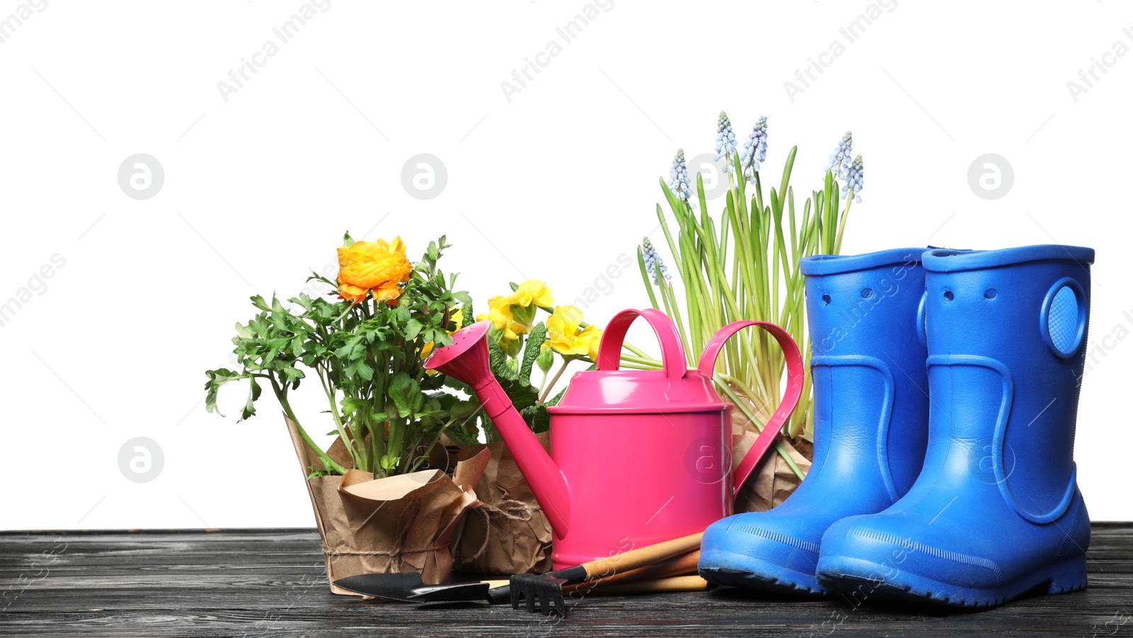 Photo of Composition with plants and gardening tools on table against white background