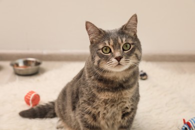 Photo of Beautiful grey tabby cat on carpet at home. Cute pet