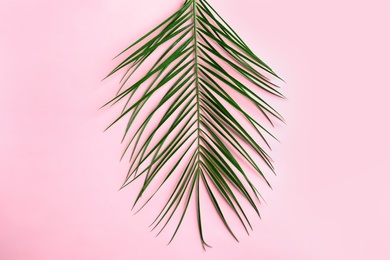 Photo of Beautiful tropical Sago palm leaf on color background, top view