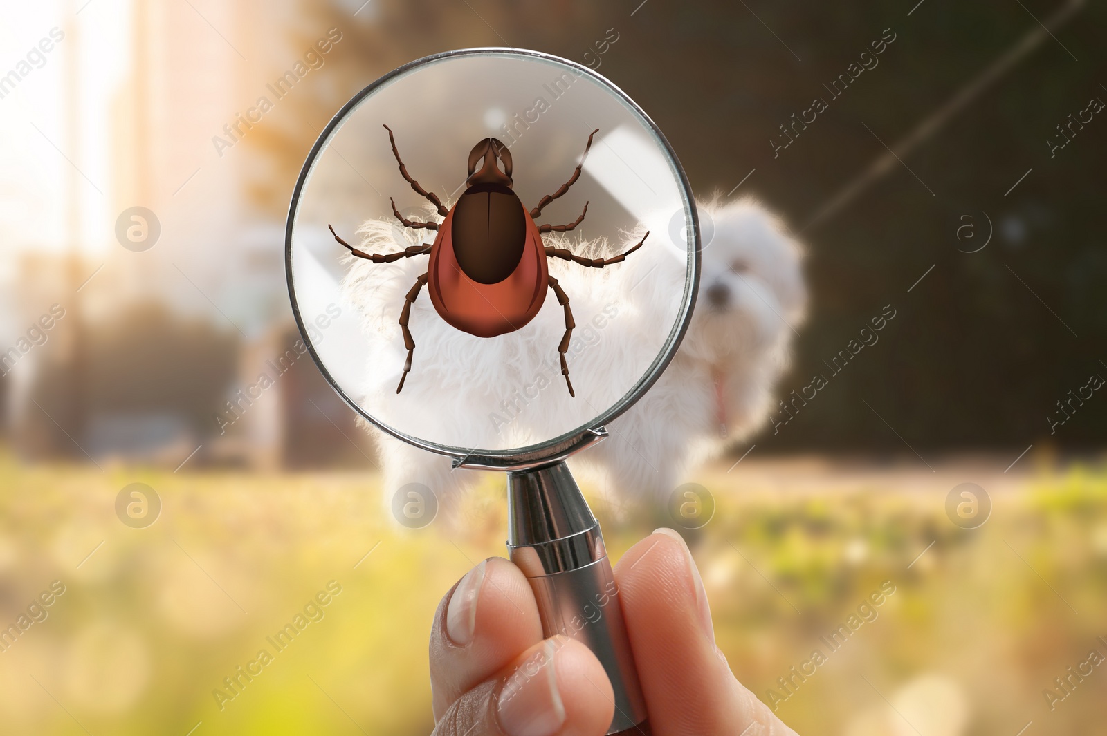 Image of Cute dog outdoors and woman showing tick with magnifying glass, selective focus. Illustration