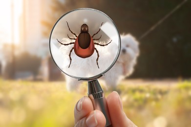 Cute dog outdoors and woman showing tick with magnifying glass, selective focus. Illustration