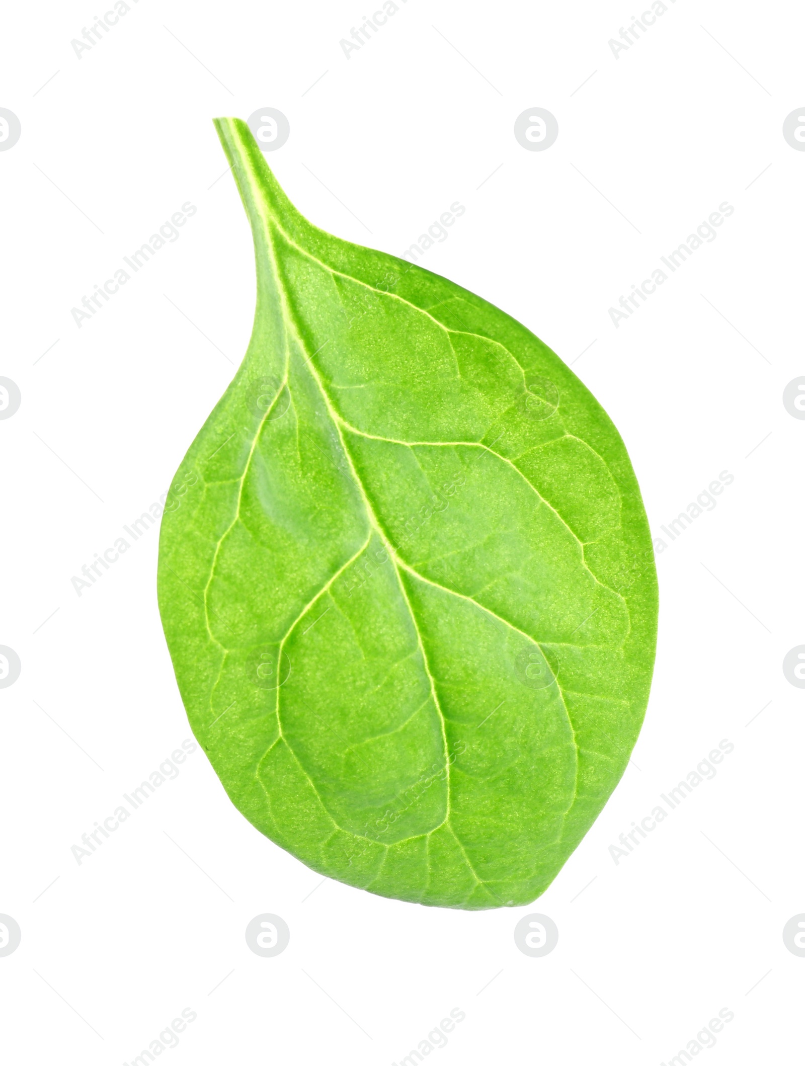 Photo of Fresh green healthy baby spinach leaf isolated on white, top view