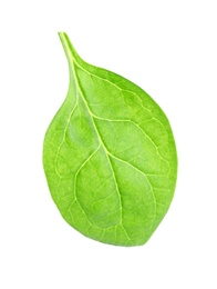 Fresh green healthy baby spinach leaf isolated on white, top view