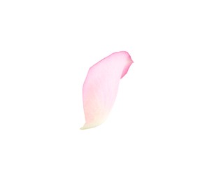 Photo of Tender pink rose petal isolated on white