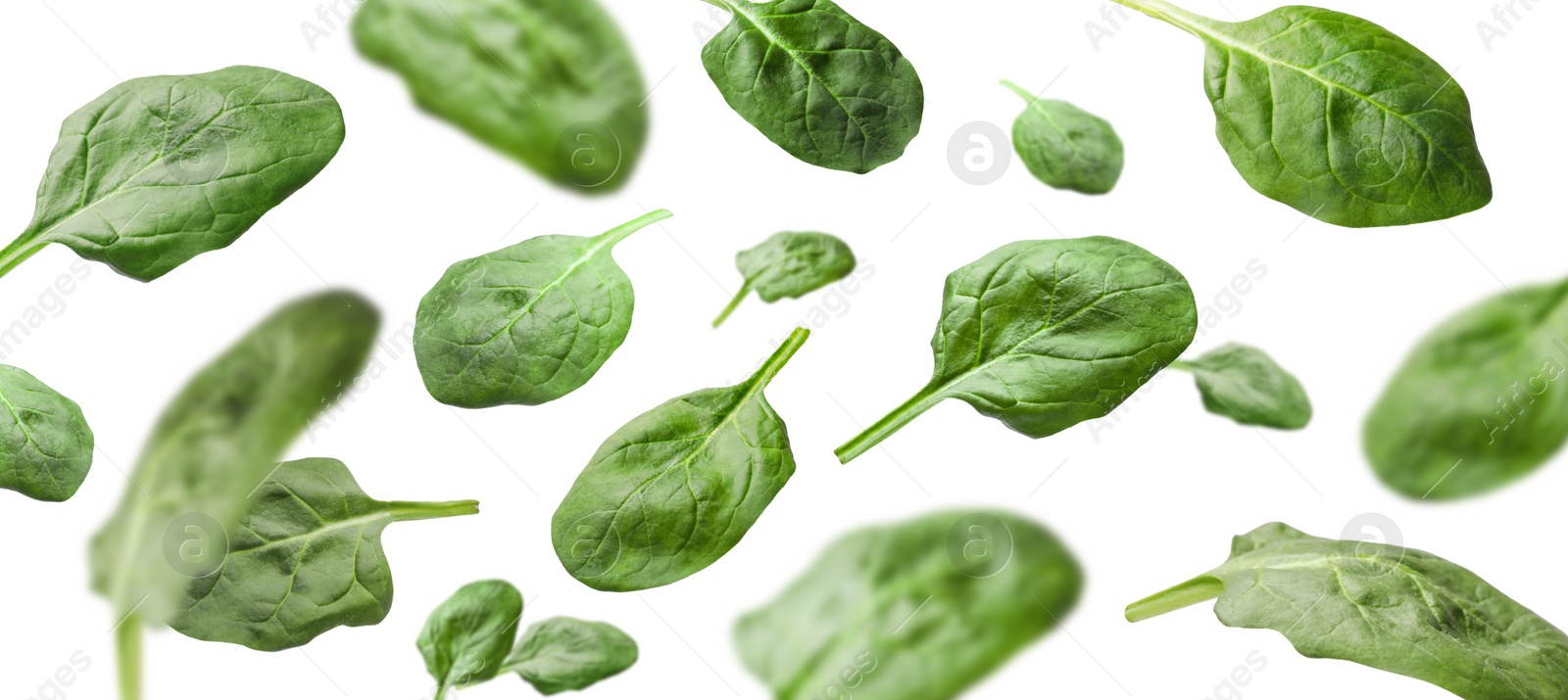 Image of Fresh green spinach leaves falling on white background