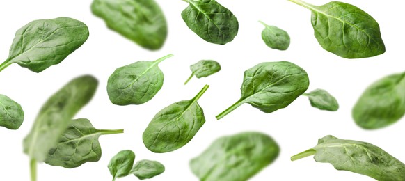 Image of Fresh green spinach leaves falling on white background