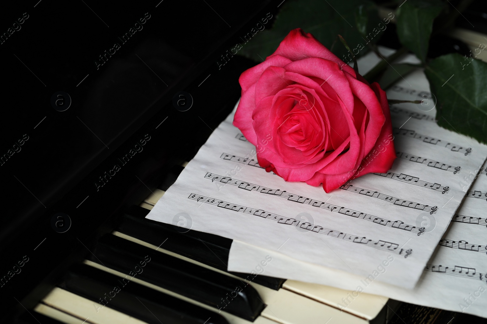 Photo of Beautiful pink rose and musical notes on piano keys, closeup