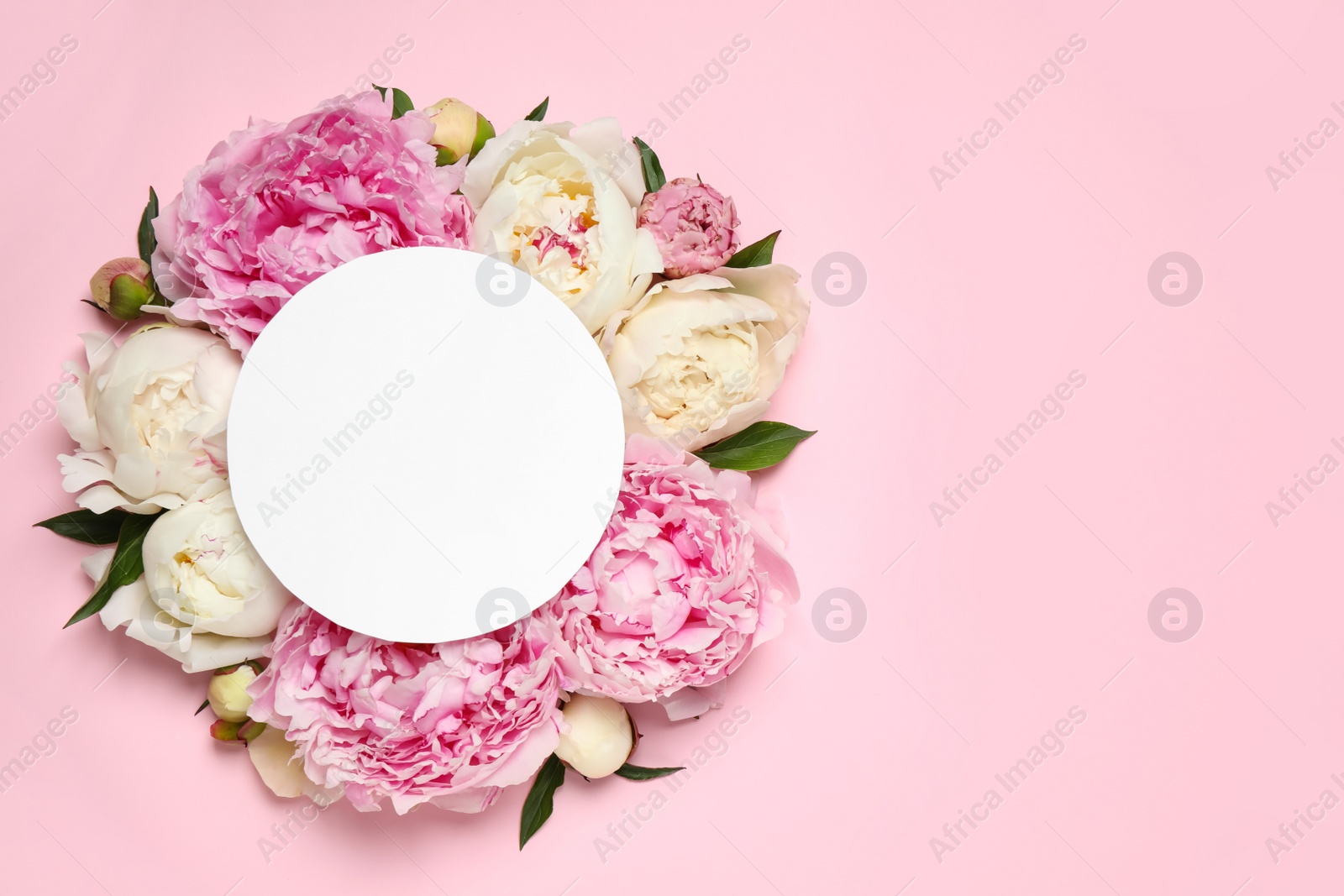 Photo of Beautiful peonies and blank card on pink background, flat lay. Space for text