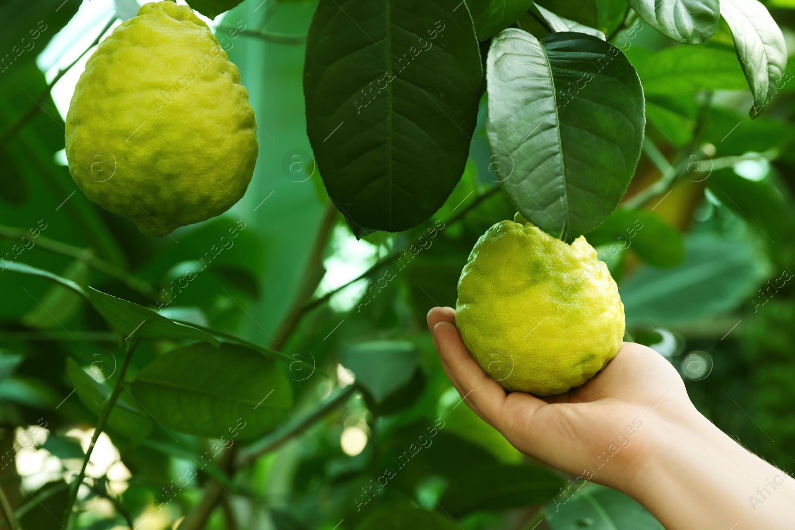 Photo of Woman picking ripe lemon from branch outdoors, closeup