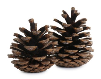 Photo of Beautiful dry pine cones on white background