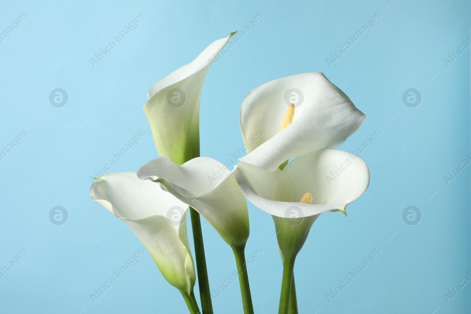 Photo of Beautiful calla lily flowers on light blue background