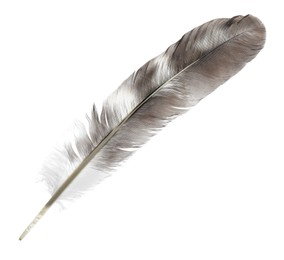 Beautiful grey bird feather isolated on white