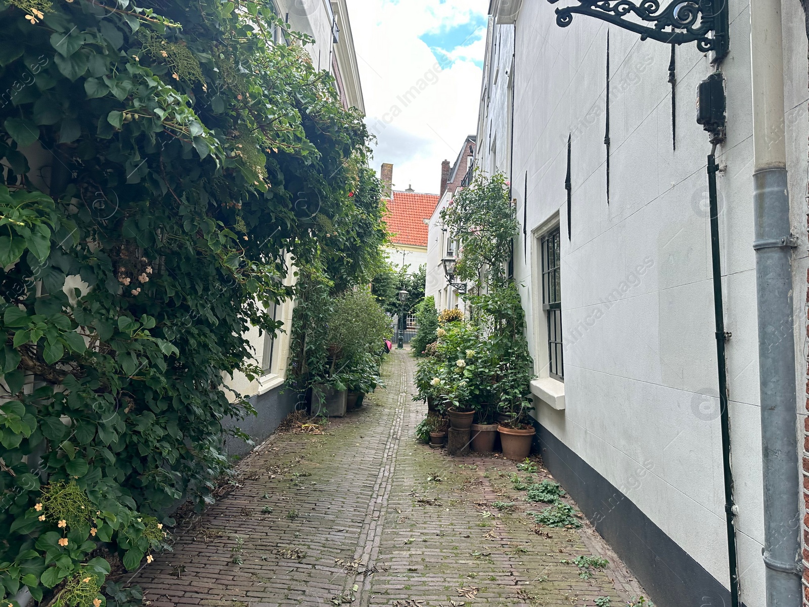 Photo of View of city street with buildings, climbing and potted plants