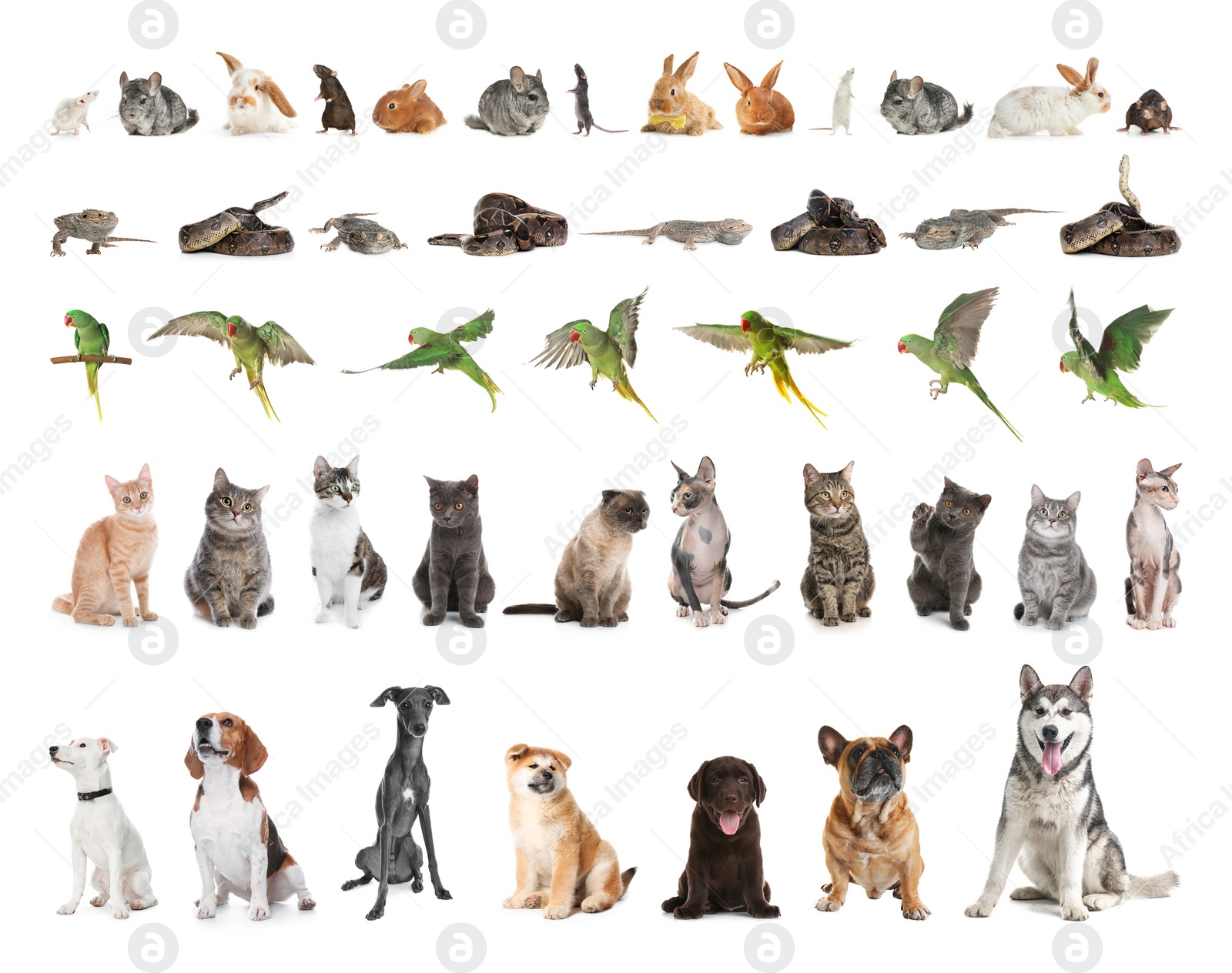 Image of Set of different pets on white background